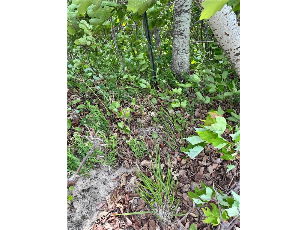 TBD Kansas City Road NE Waskish Twp MN 56685 - Red 7103283 image8