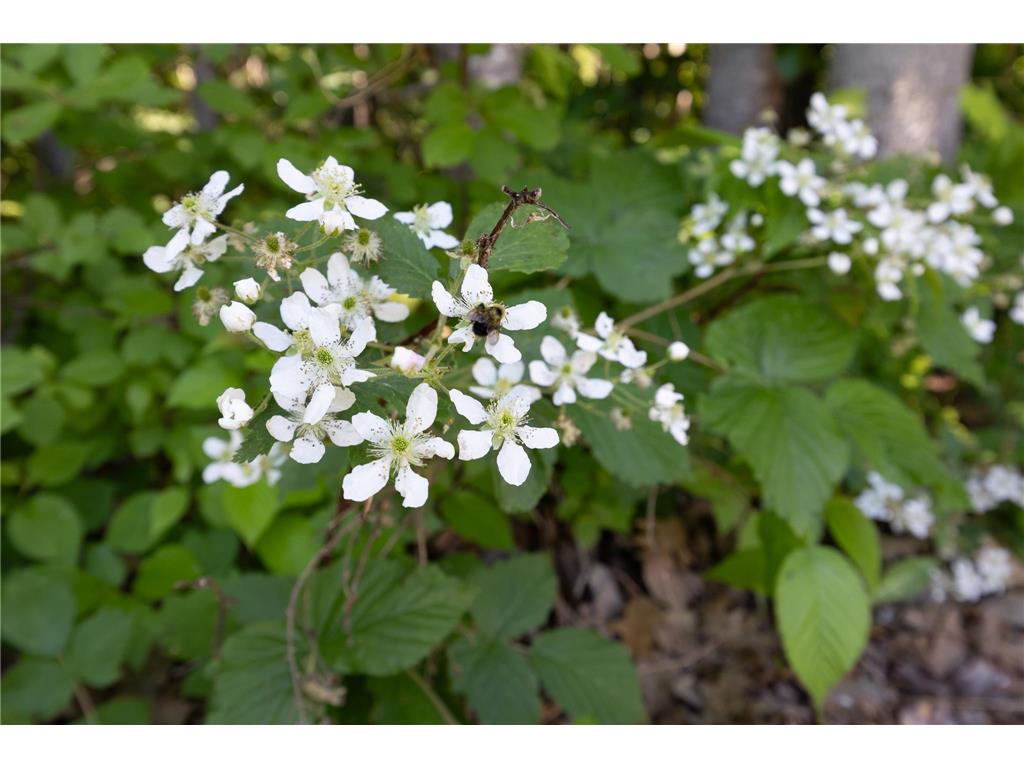 TBD. Kestrel Trail NW Hackensack MN 56452 7093865 image9