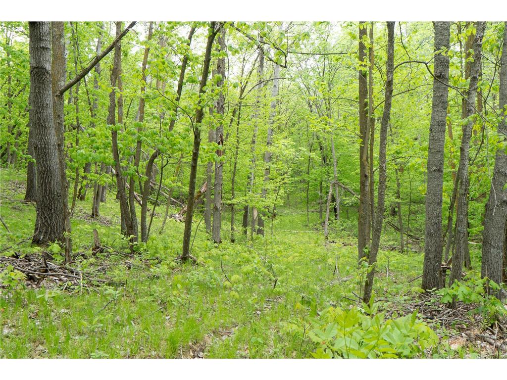 TBD Knopf Road Holmesville Twp MN 56578 6687094 image19