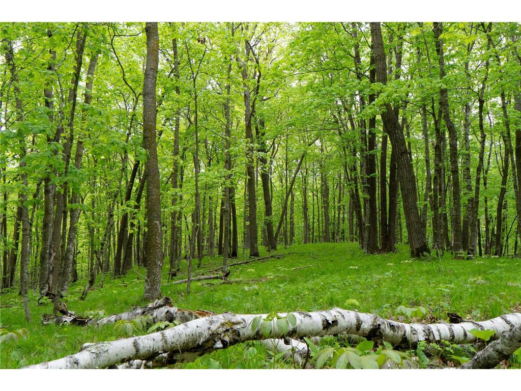 TBD Knopf Road Holmesville Twp MN 56578 6687094 image24