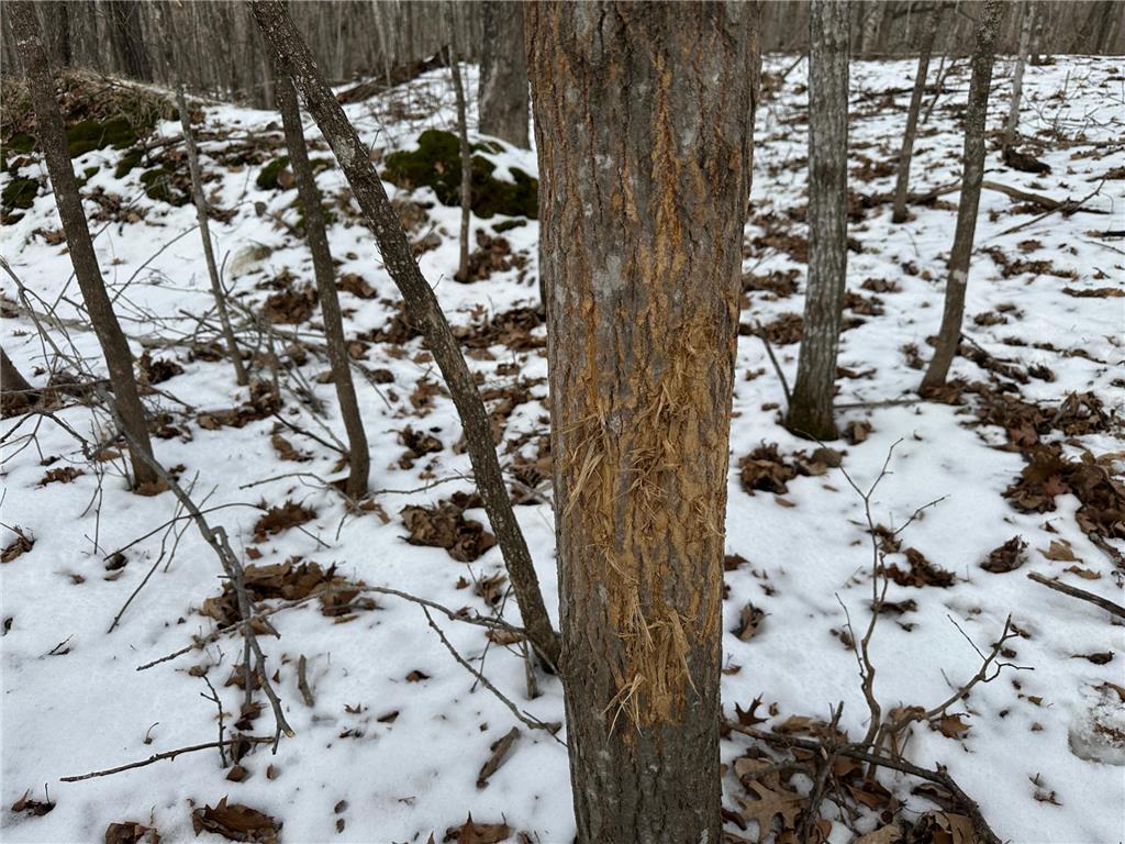 TBD Knopf Road Holmesville Twp MN 56578 6687094 image25