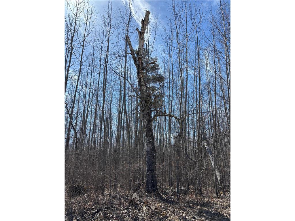 TBD Lamon Road NE Turtle River Twp MN 56601 6651726 image1