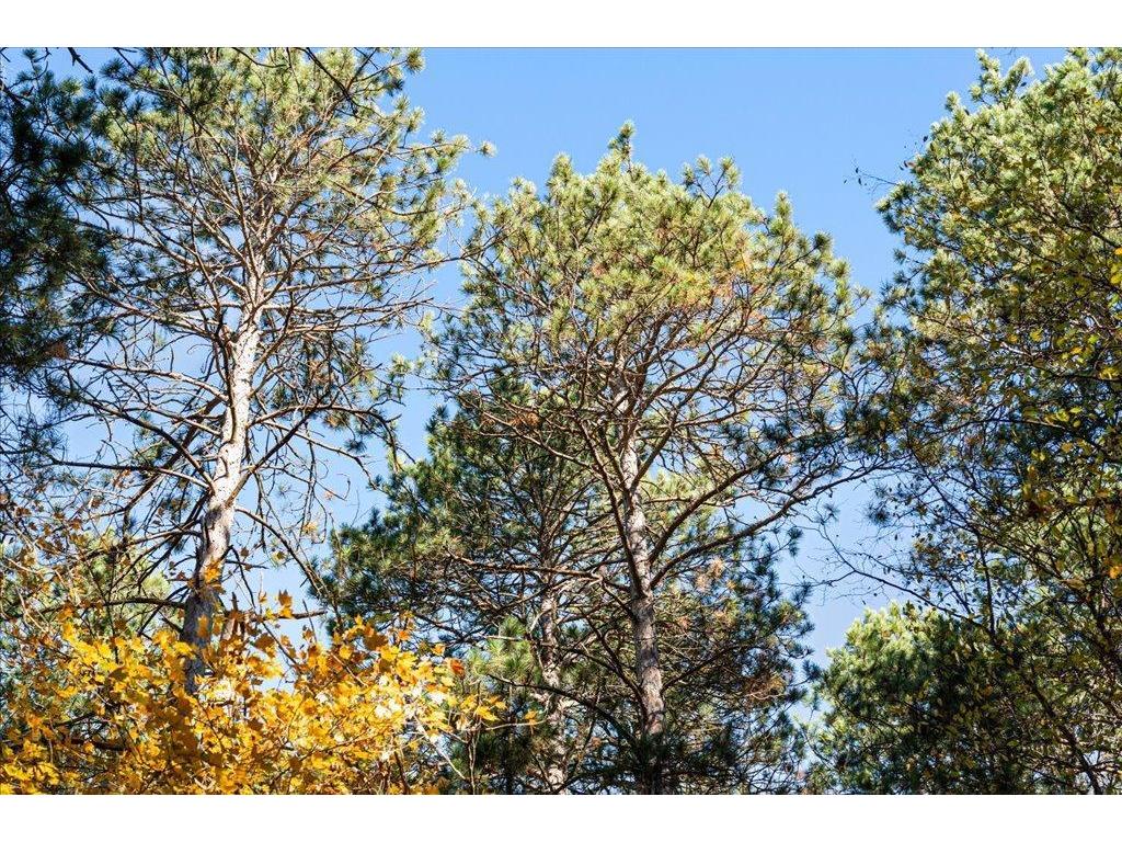 TBD Liedlwood Ln Ideal Twp MN 56472 - Whitefish Lake 7075245 image29