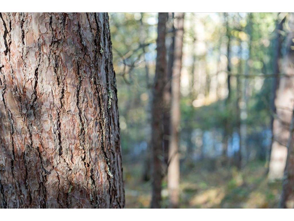 TBD Liedlwood Ln Ideal Twp MN 56472 - Whitefish Lake 7075245 image34