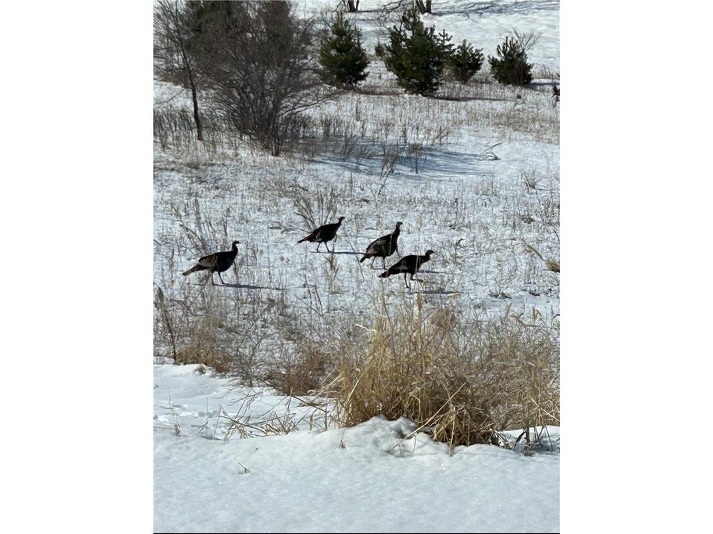 TBD Moore Street White Bear Lake Twp MN 56381 7036876 image11