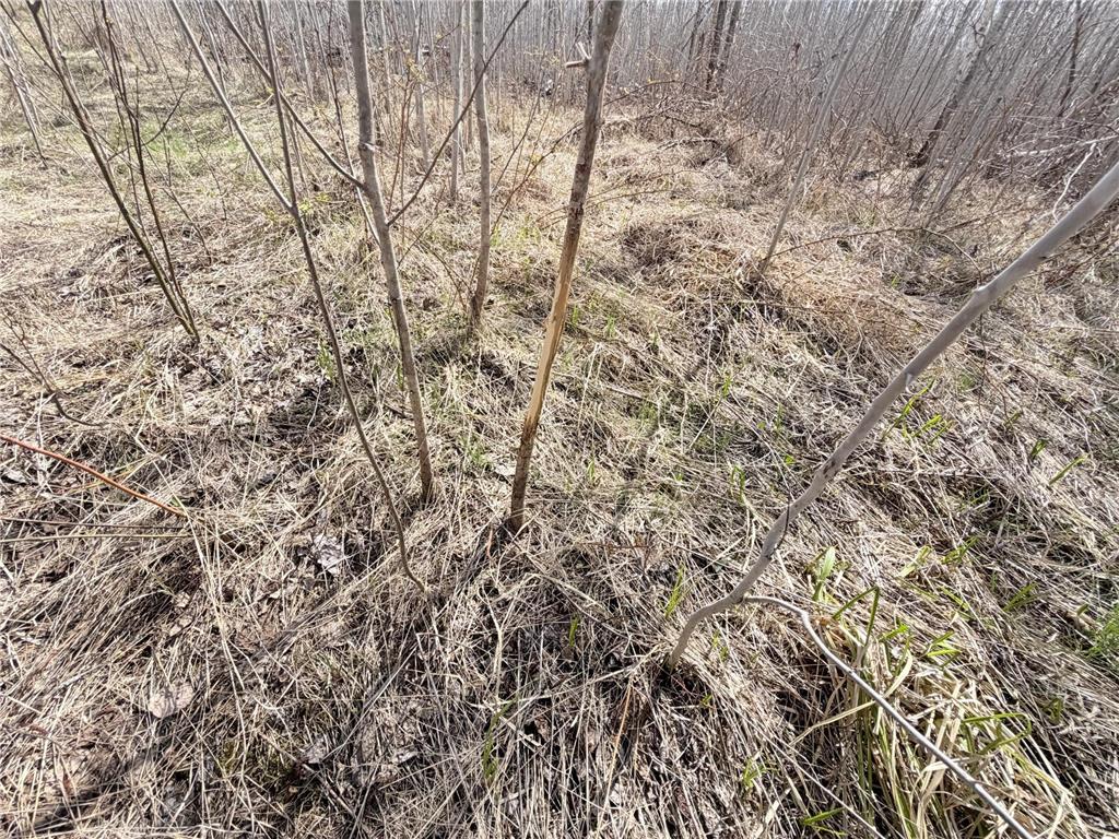 TBD Nature Avenue Fleming Twp MN 56469 7064226 image13