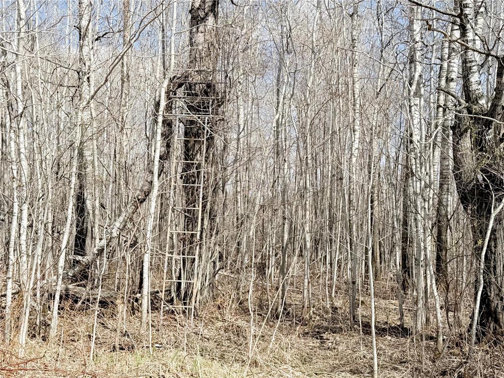 TBD Nature Avenue Fleming Twp MN 56469 7064226 image22