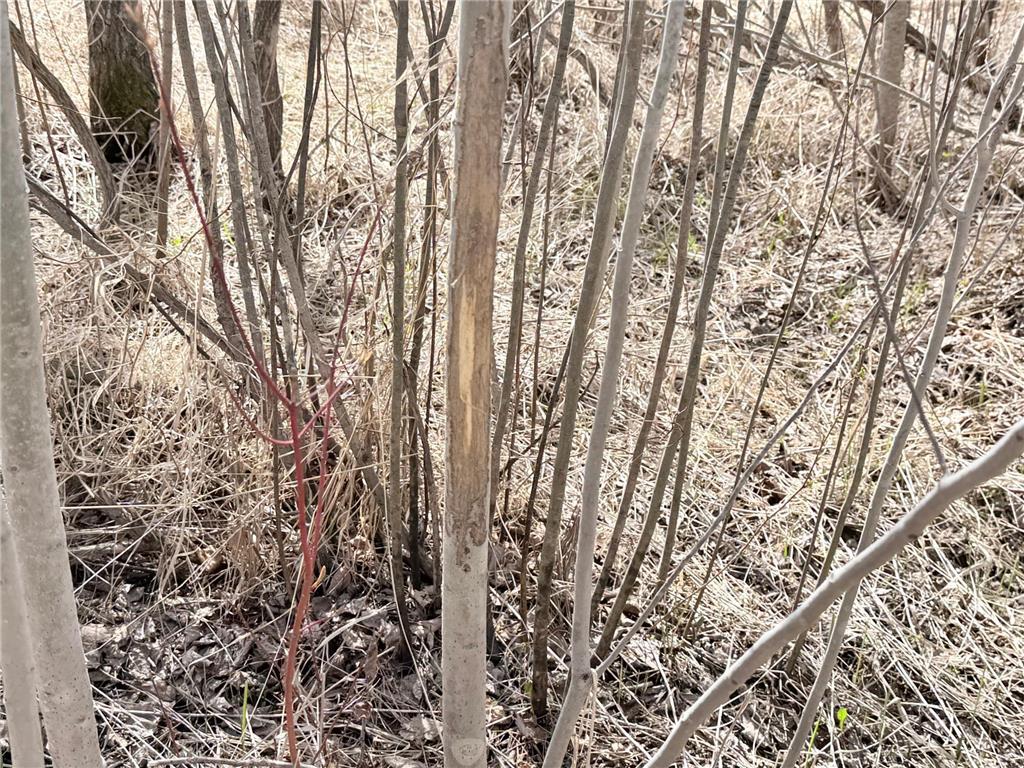 TBD Nature Avenue Fleming Twp MN 56469 7064226 image23