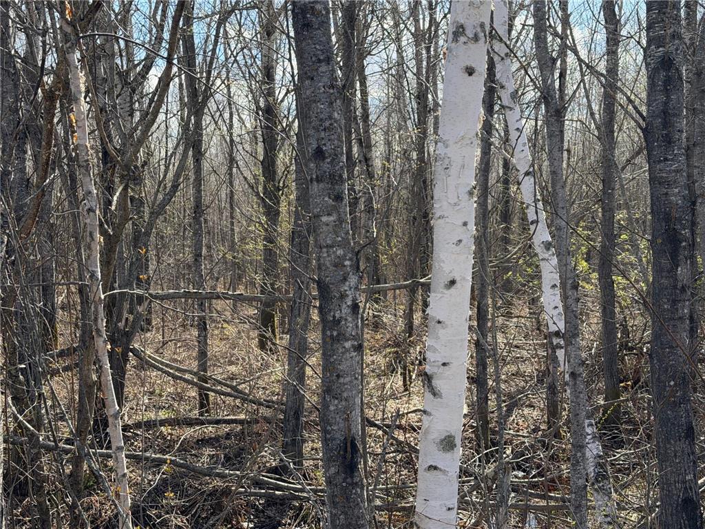 TBD Nature Avenue Fleming Twp MN 56469 7064226 image38