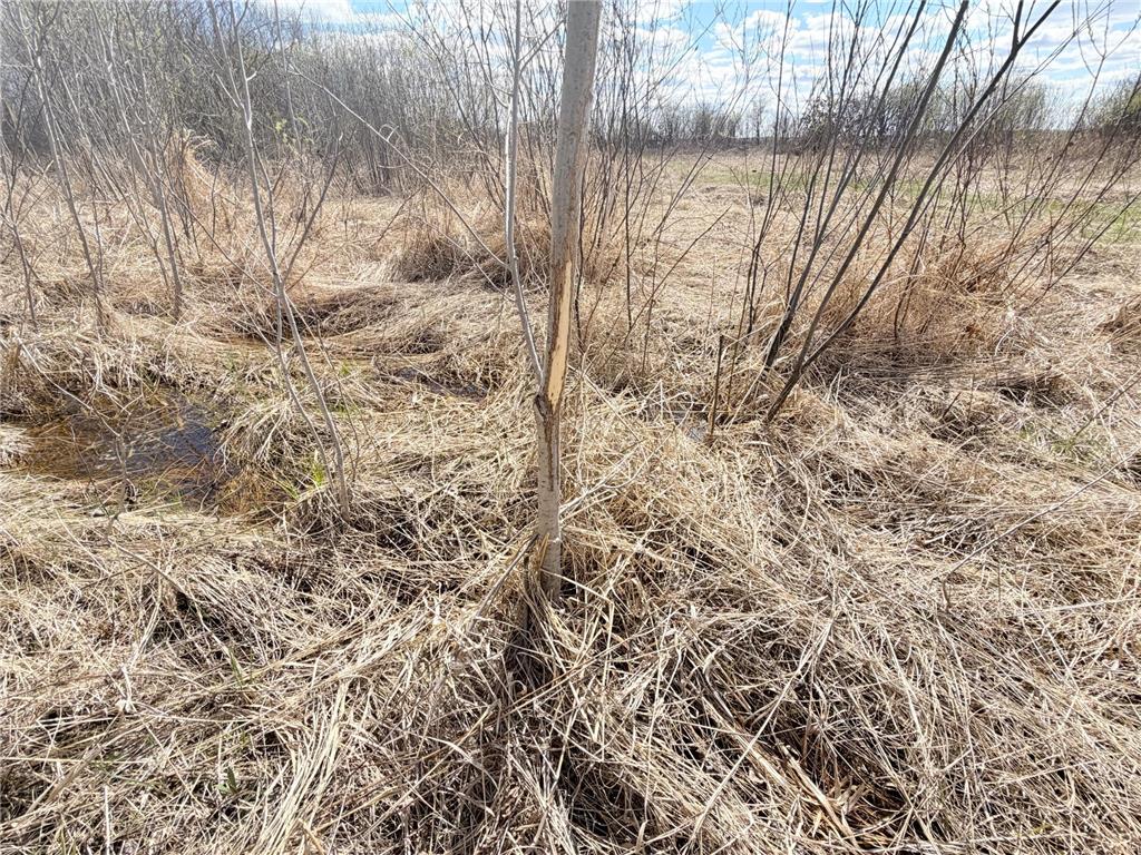 TBD Nature Avenue Fleming Twp MN 56469 7064226 image5