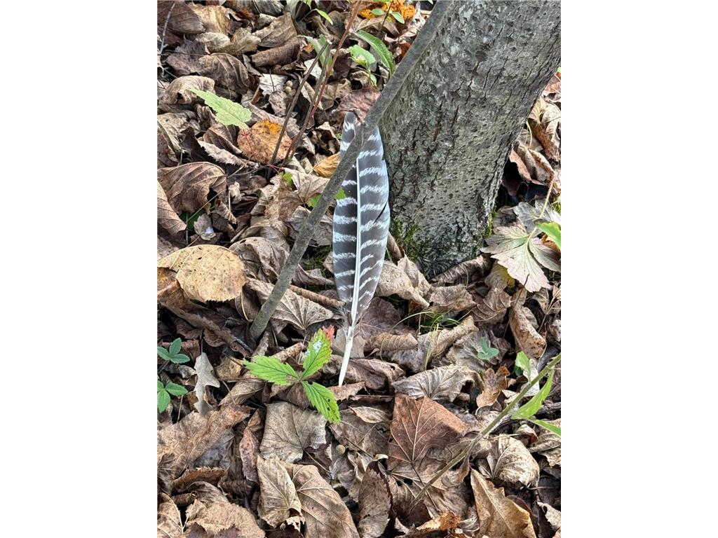 TBD Nightingale Street Braham MN 55006 6800395 image12