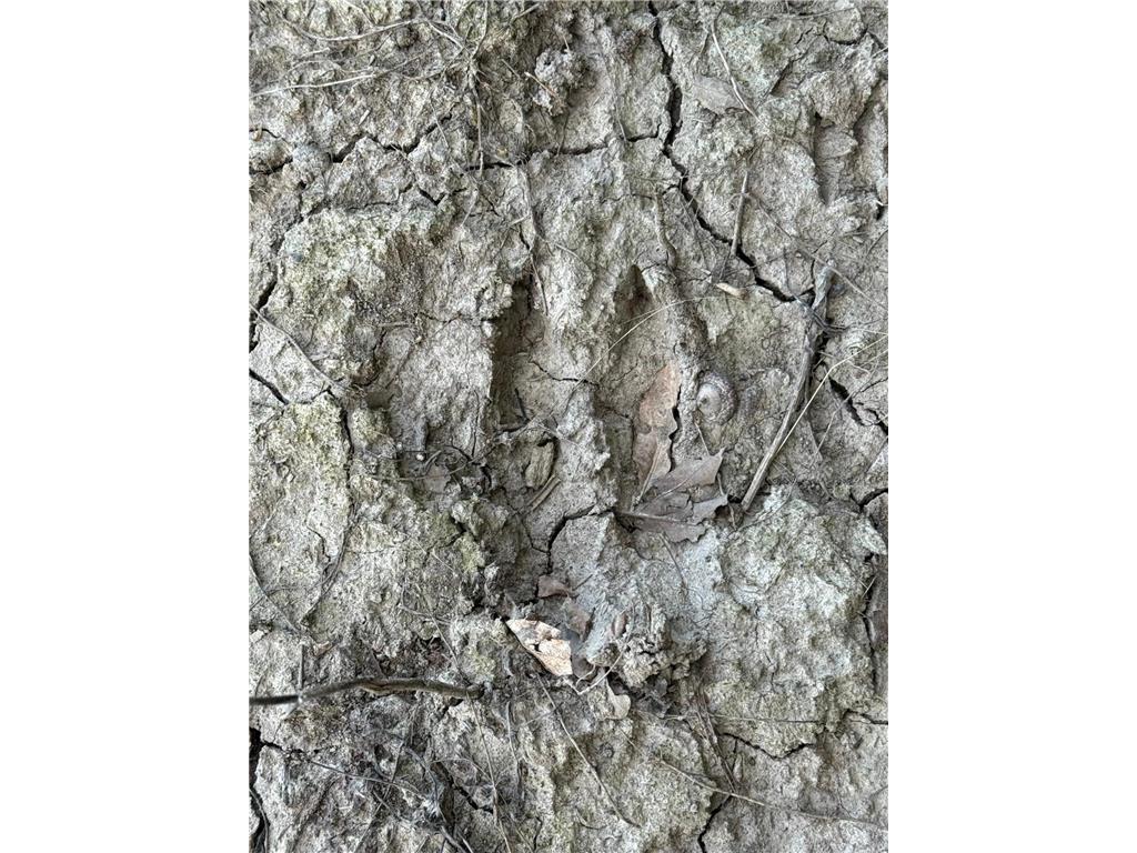 TBD Nightingale Street Braham MN 55006 6800395 image19