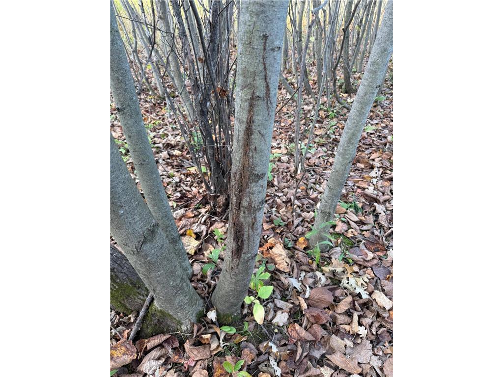 TBD Nightingale Street Braham MN 55006 6800395 image4