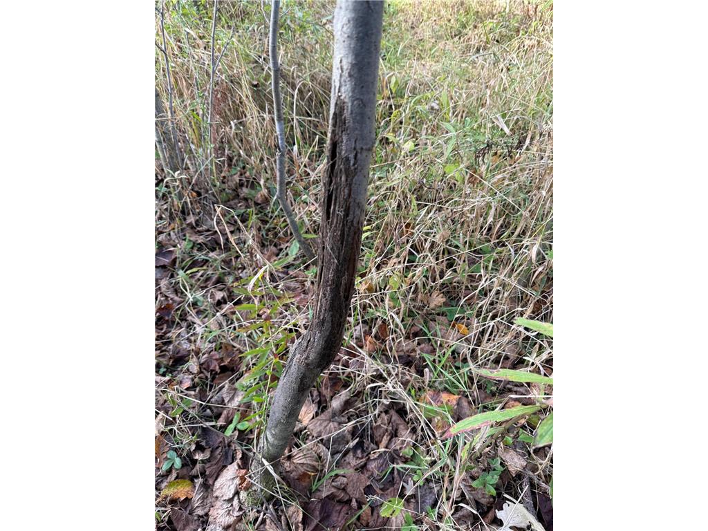 TBD Nightingale Street Braham MN 55006 6800395 image43