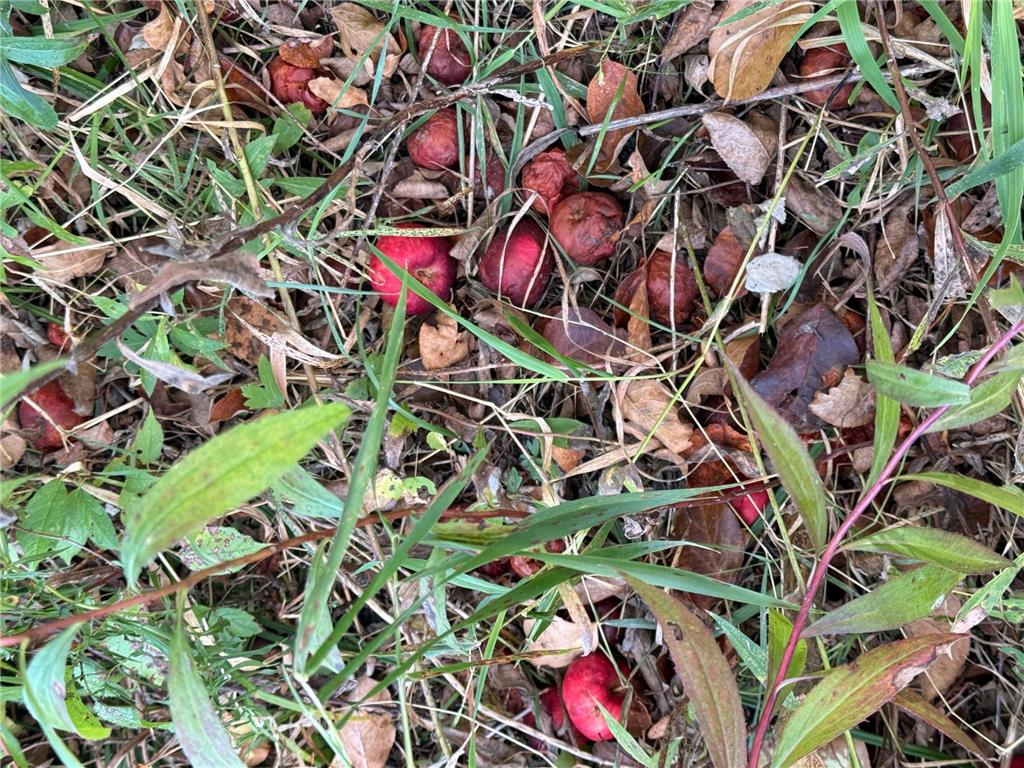 TBD Nightingale Street Braham MN 55006 6800395 image6