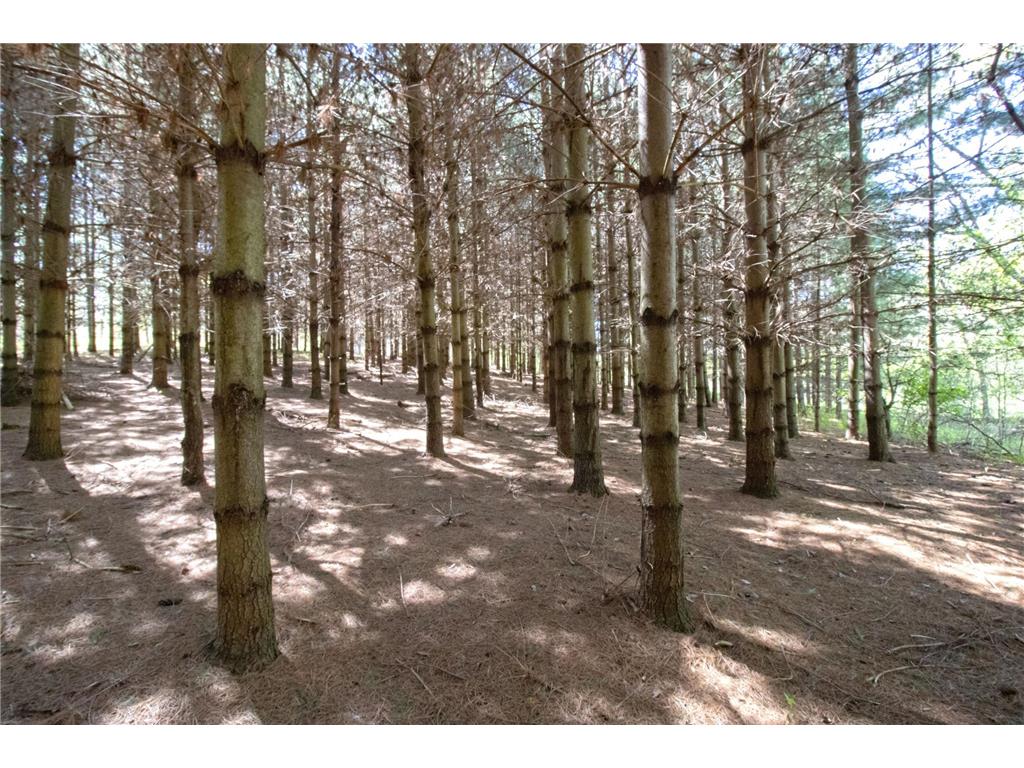 TBD Nueman Trail Lindstrom MN 55045 7081265 image5
