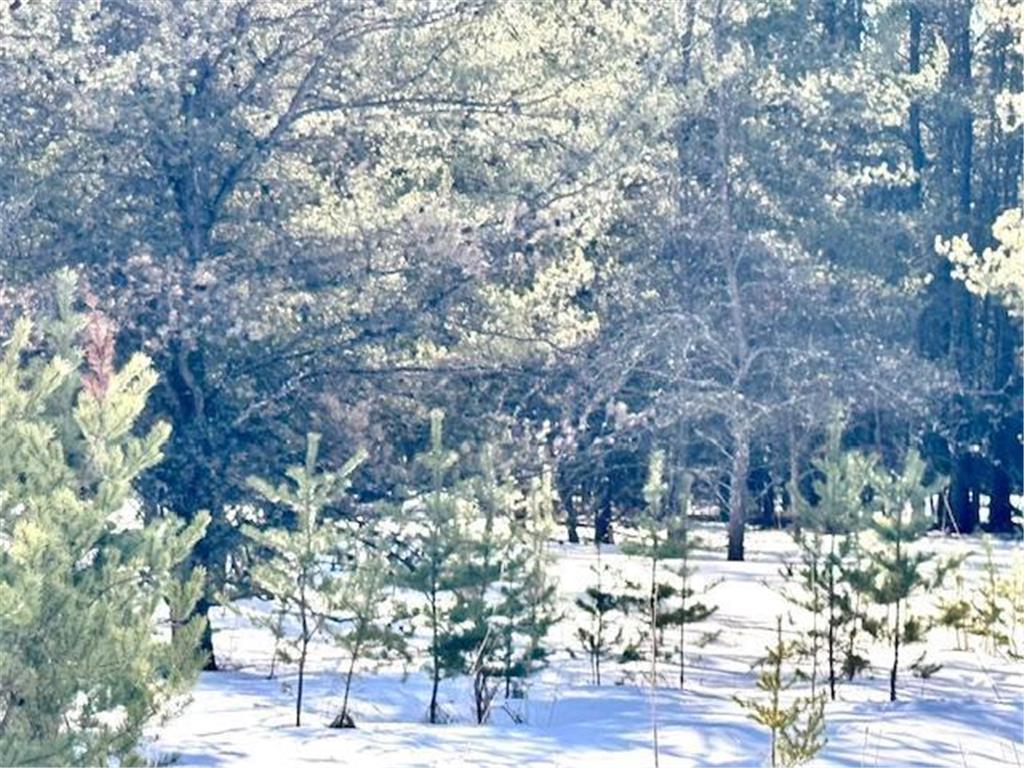 TBD Pine Cone Dr Blueberry Twp MN 56464 7022927 image8