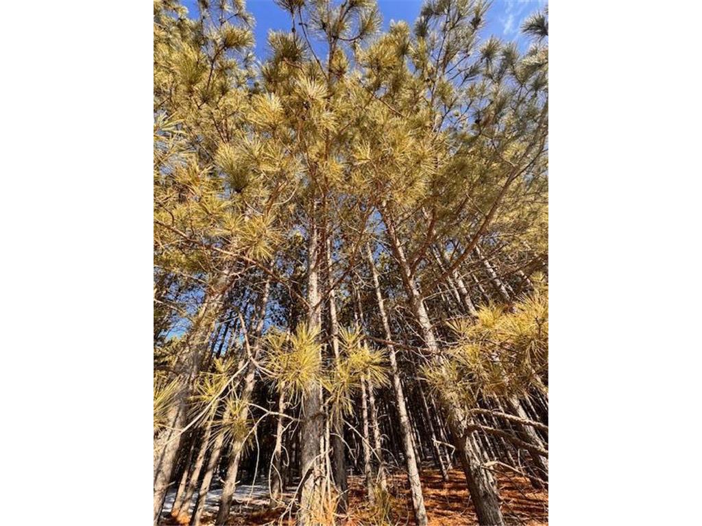 TBD Pine Cone Rd Blueberry Twp MN 56464 7022939 image10