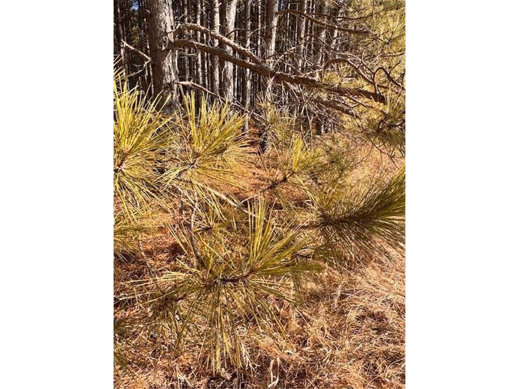 TBD Pine Cone Rd Blueberry Twp MN 56464 7022939 image11