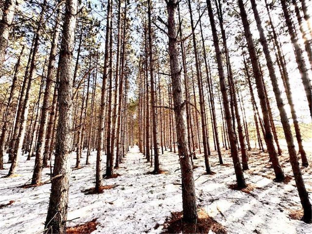 TBD Pine Cone Rd Blueberry Twp MN 56464 7022939 image6