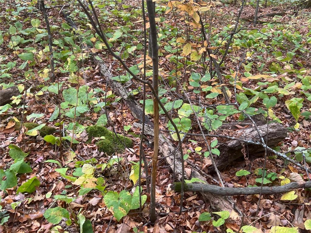 TBD Red Oak Drive Garrison Twp MN 56450 6796344 image17