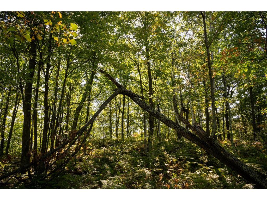 TBD Ridge View Lane NE Longville MN 56655 - Woman 6785729 image16