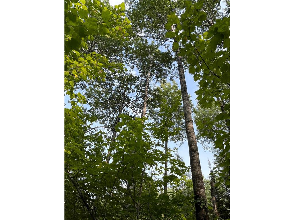 TBD S Lost Lake Road Hovland MN 55606 - Lost Lake 7058424 image5