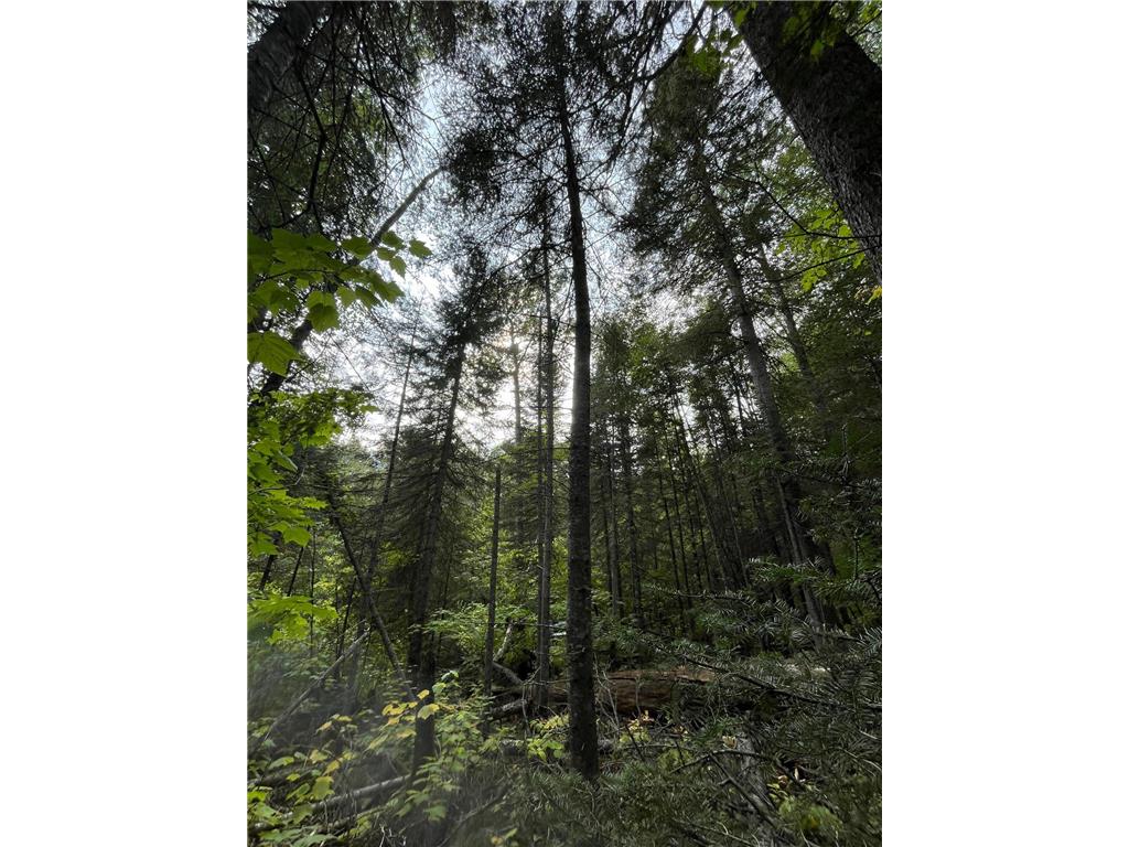 TBD S Lost Lake Road Hovland MN 55606 - Lost Lake 7058424 image6