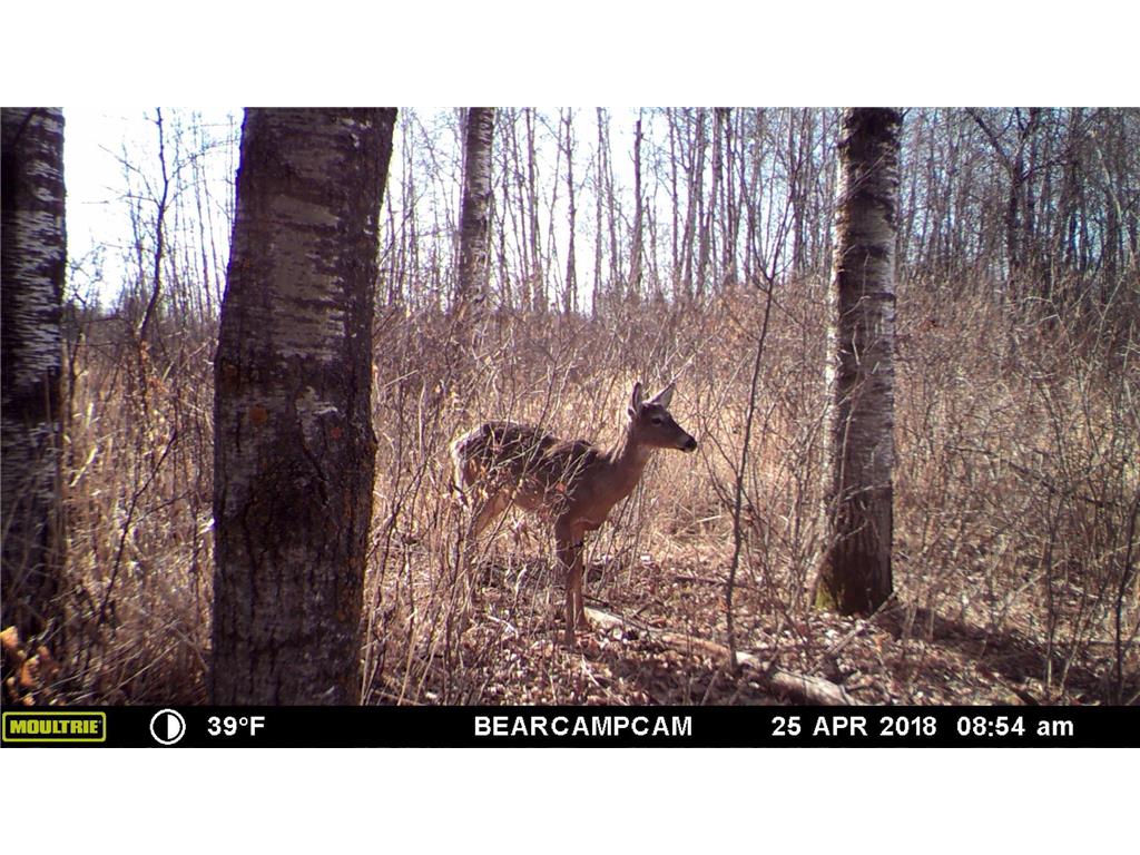 TBD Sage Drive NW Backus MN 56435 - Pine River 6729372 image14