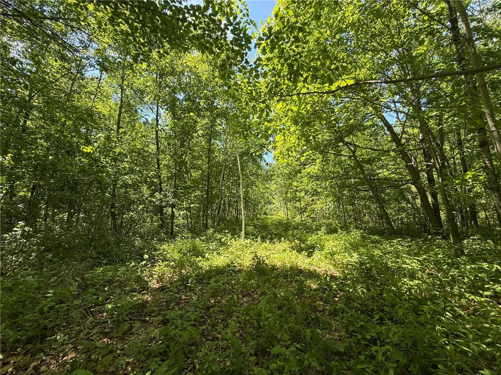 TBD Sandhill Crane Ln Munch Twp MN 55063 7088385 image2