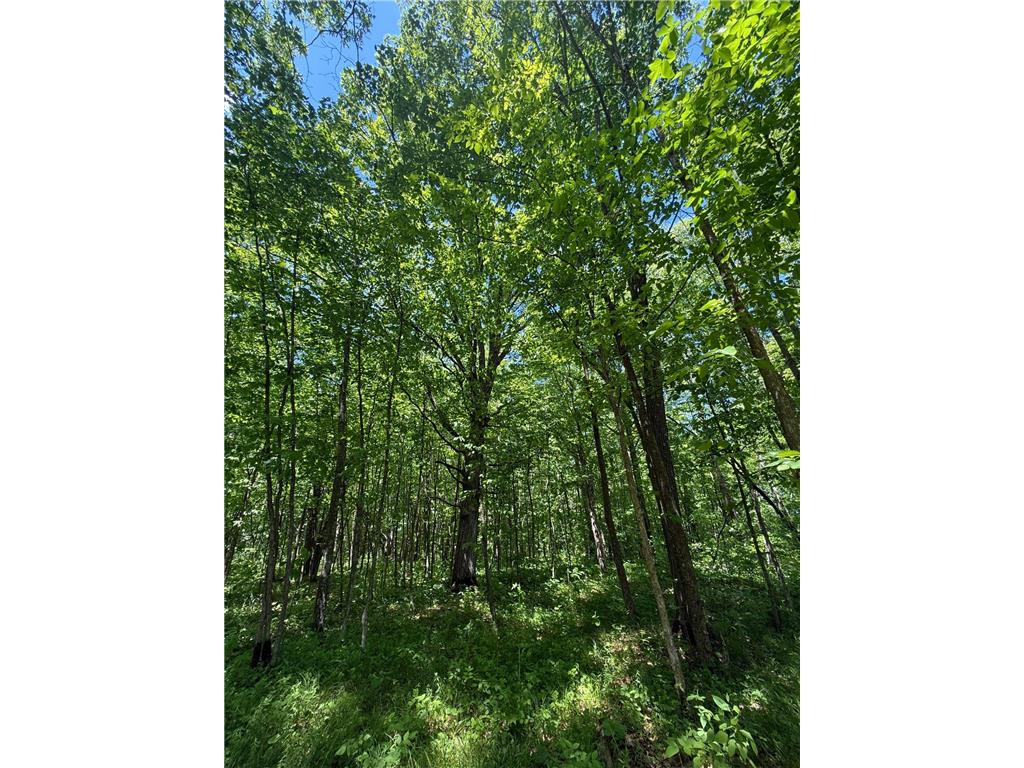 TBD Sandhill Crane Ln Munch Twp MN 55063 7088385 image5