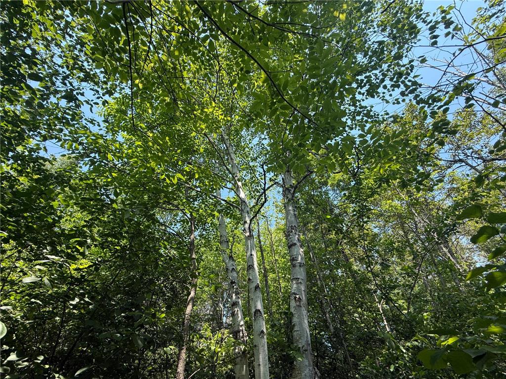 TBD Scenic Dr. Knife River MN 55616 7103193 image19