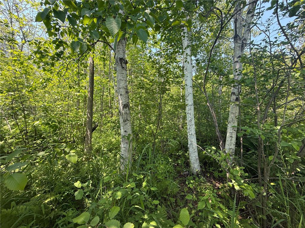 TBD Scenic Dr. Knife River MN 55616 7103193 image6