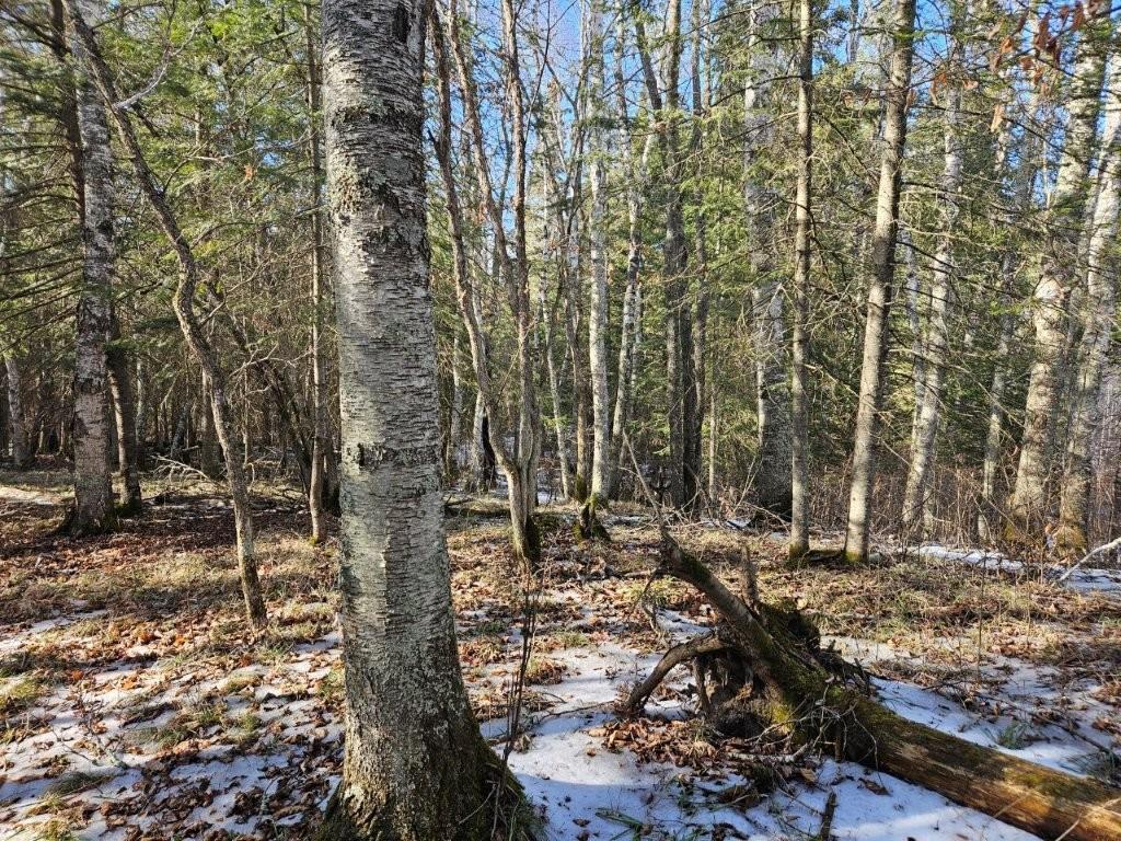 TBD Seaberg Lane Bagley MN 56621 7035905 image19
