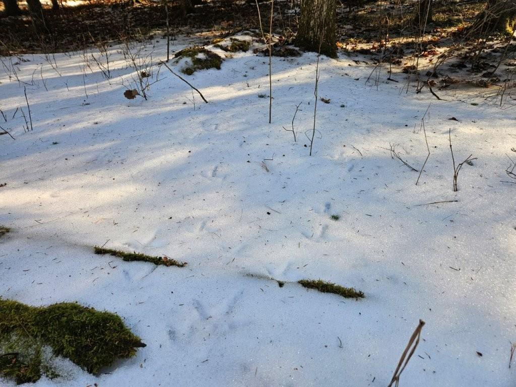 TBD Seaberg Lane Bagley MN 56621 7035905 image24