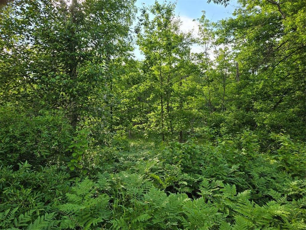 TBD State 84 NE Longville MN 56655 - Tadpole 7105197 image3