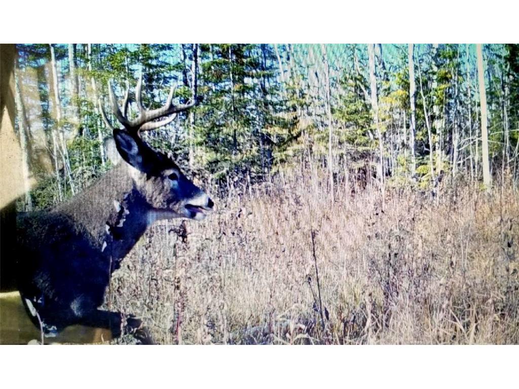 TBD State Hwy 172 Cliff Baudette MN 56623 6194458 image5