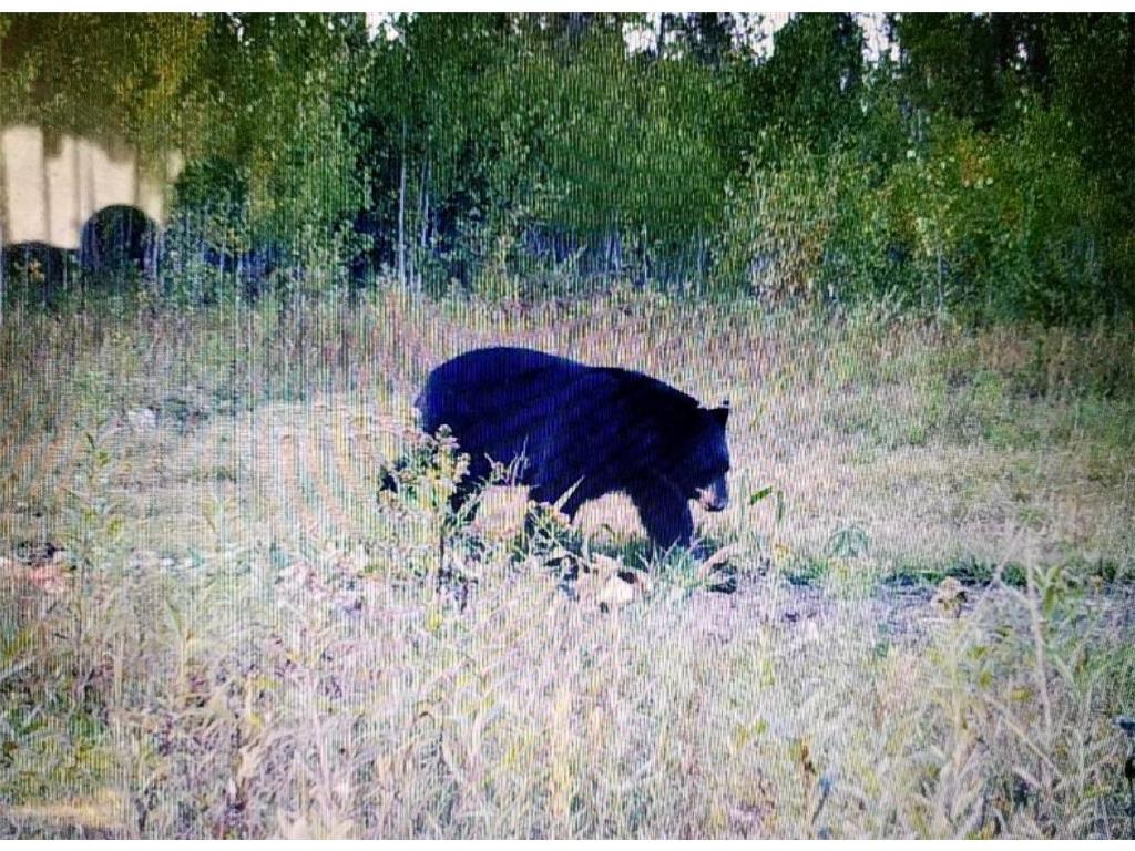 TBD State Hwy 172 Cliff Baudette MN 56623 7078948 image6