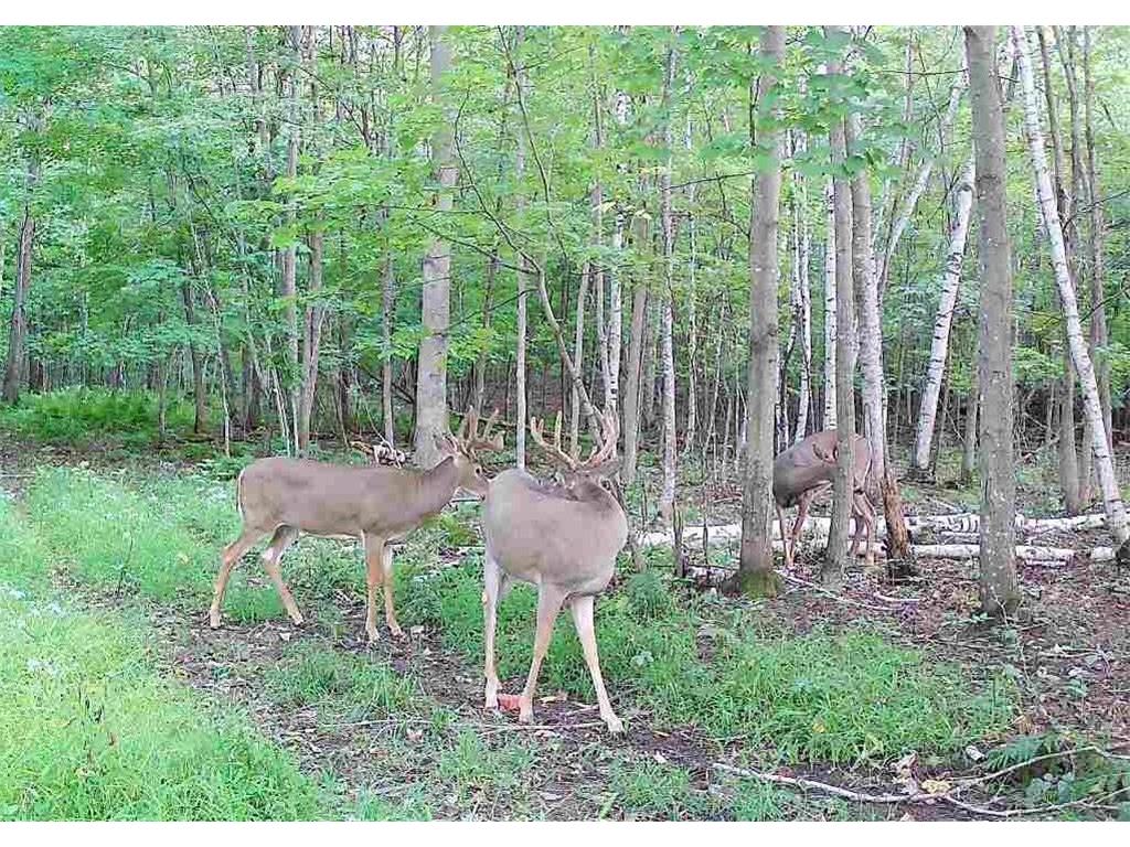 TBD State Road 65 Alden Twp WI 54001 6816546 image4