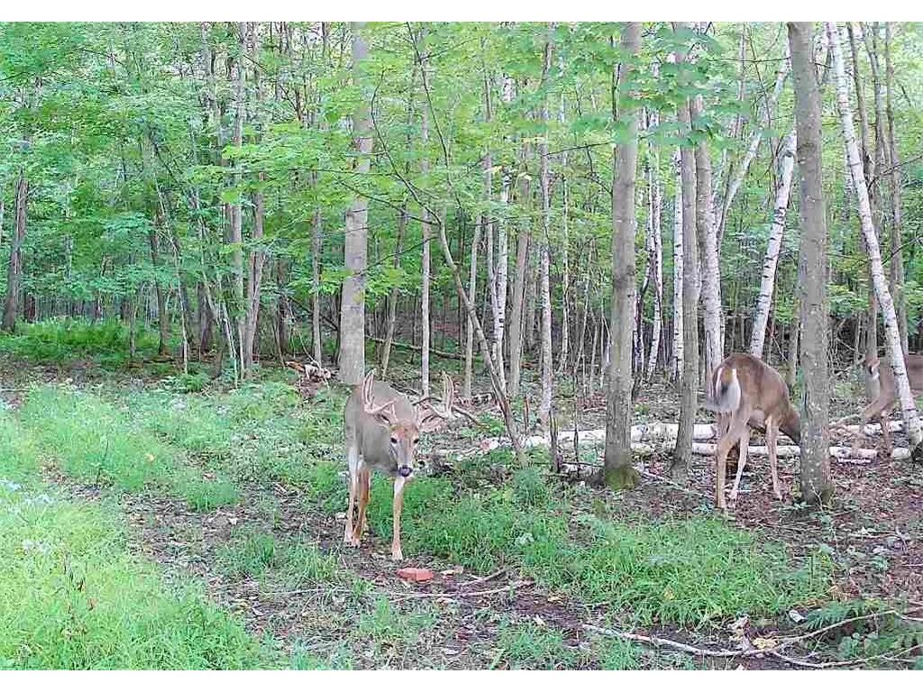 TBD State Road 65 Alden Twp WI 54001 6816546 image5