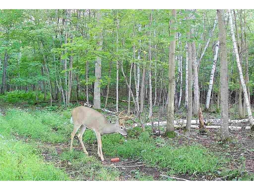 TBD State Road 65 Alden Twp WI 54001 6816546 image6