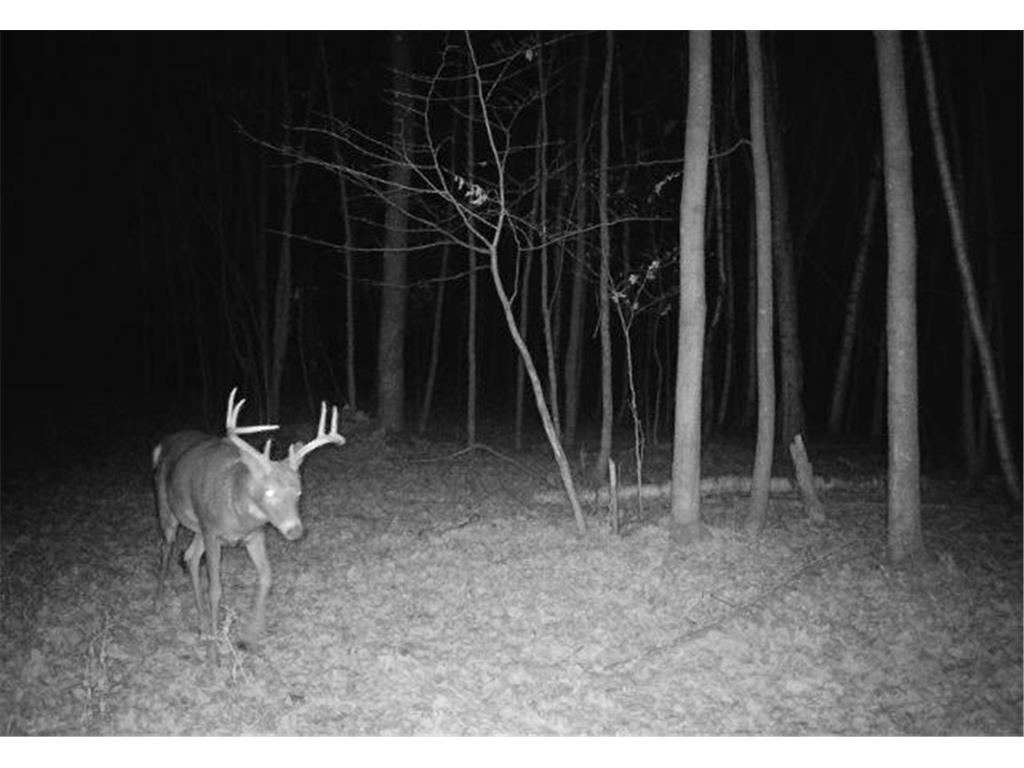 TBD State Road 65 Alden Twp WI 54001 6816546 image7