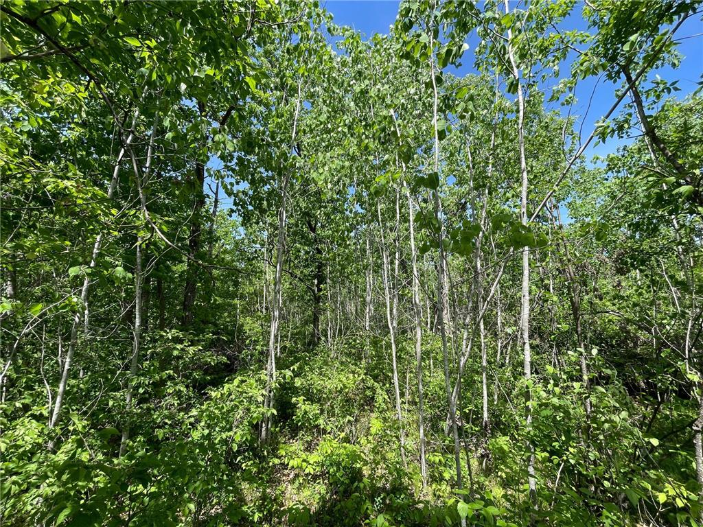 TBD Stone Lake Road SW Grant Valley Twp MN 56601 7089420 image19