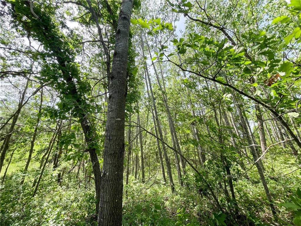 TBD Stone Lake Road SW Grant Valley Twp MN 56601 7089420 image20