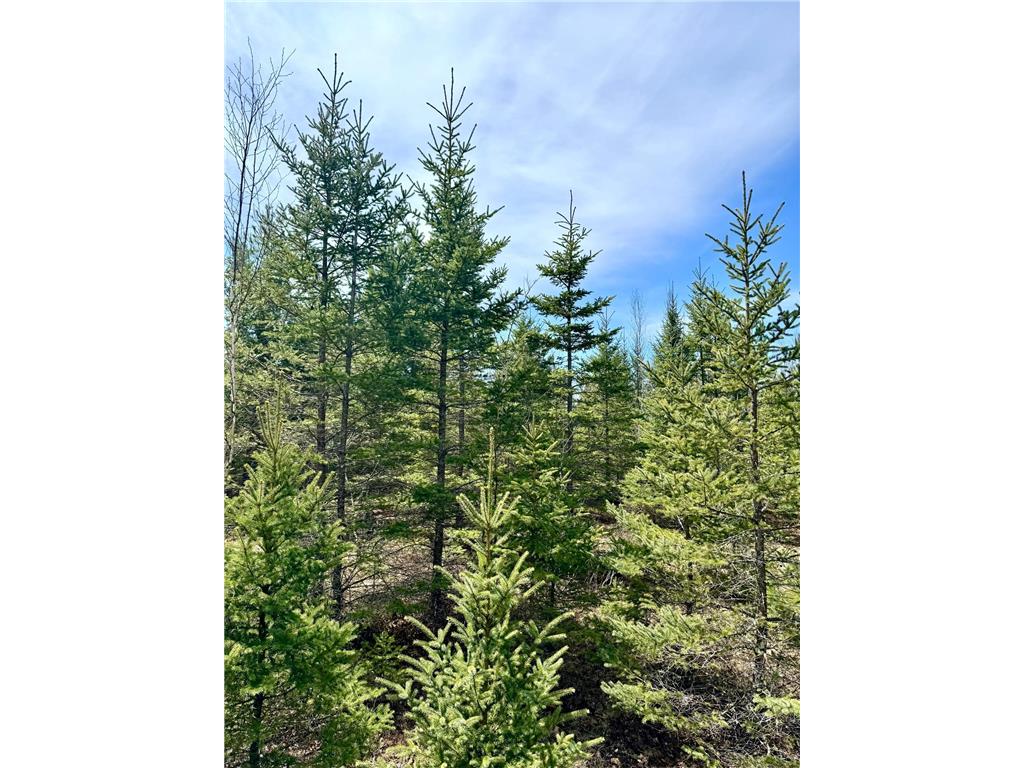 Lot 1 Scenic Hwy 7 Lawrence Twp MN 55709 7067795 image18