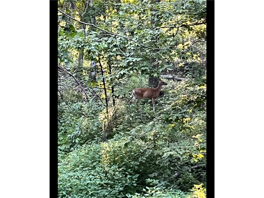 TBD TBD Mazeppa Twp MN 55956 6756726 image12