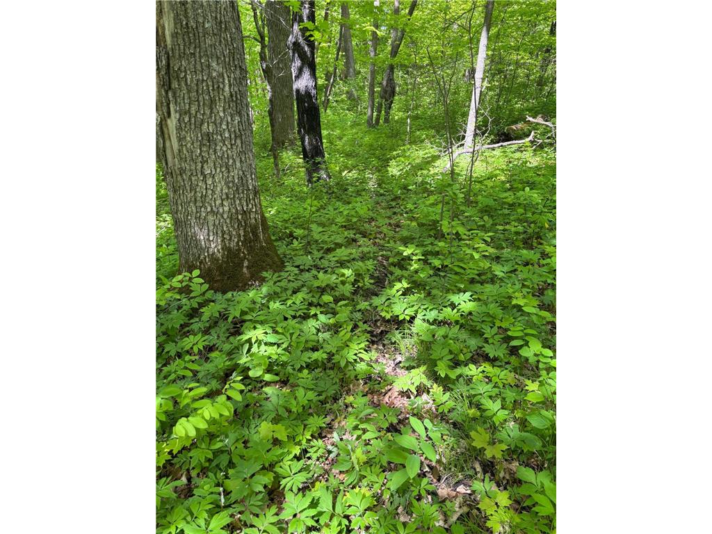 TBD TBD Walker MN 56655 - Leech Lake 6730891 image25