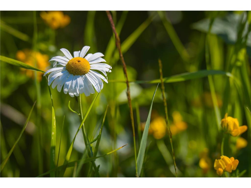 TBD Three Mile Road NE Hornet Twp MN 56630 7038556 image20