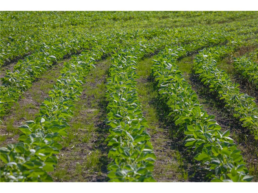 TBD Three Mile Road NE Hornet Twp MN 56630 7038556 image23
