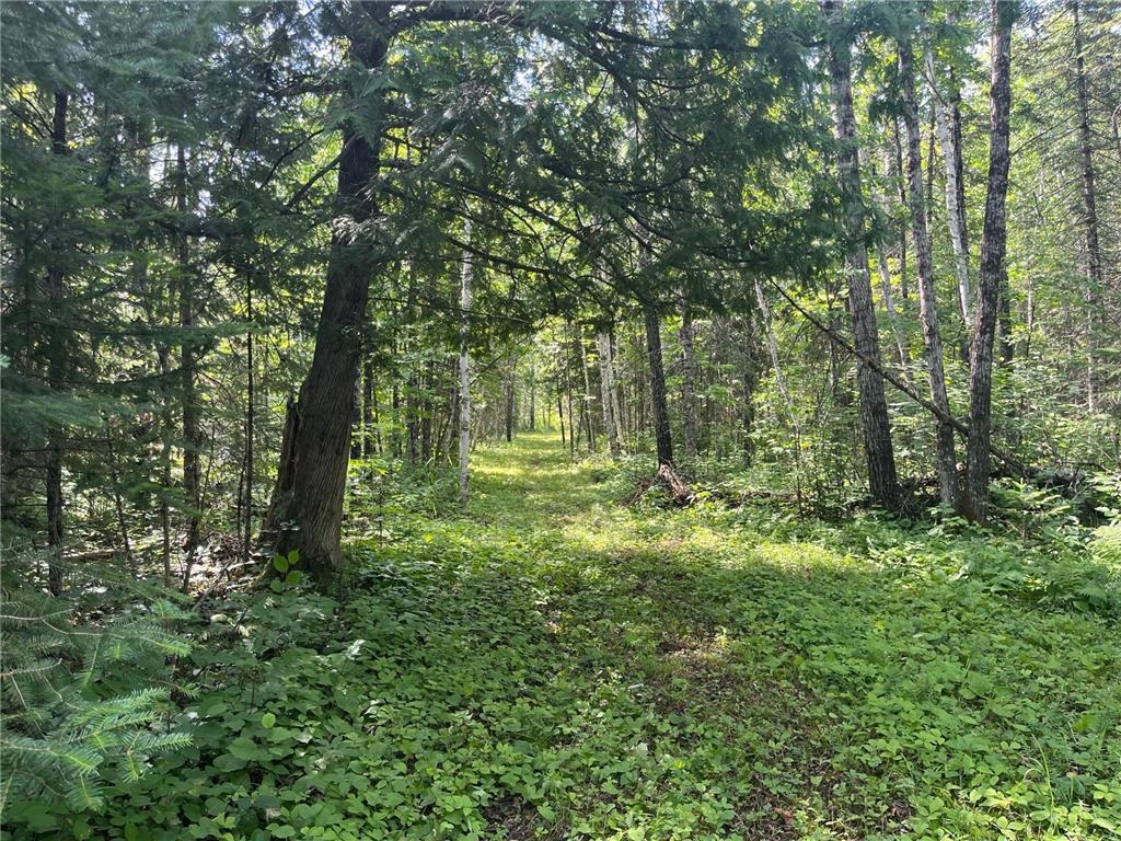 TBD Town Road 118 Birchdale MN 56629 7064357 image4